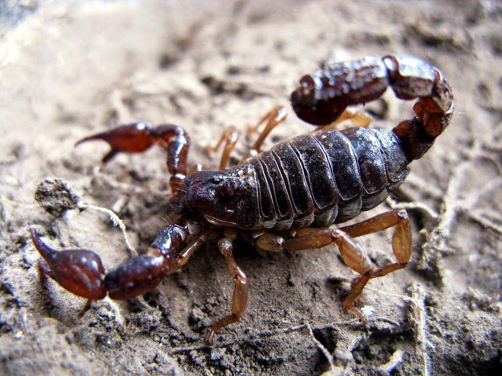 colorful scorpions animals