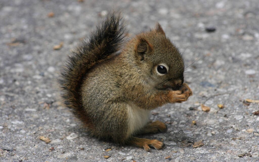 Little Squirrel Wallpapers