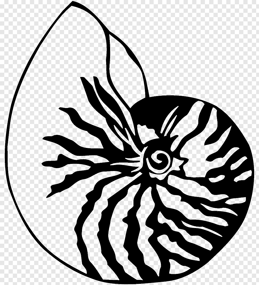 Drawing Seashell Chambered nautilus, SEA SHELL Wallpaper