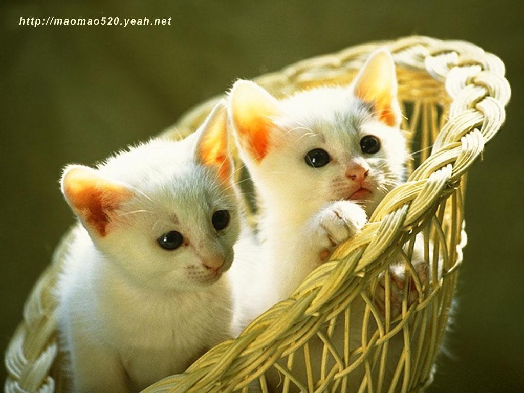 Cute Kittens Wallpapers 2K Wallpapers