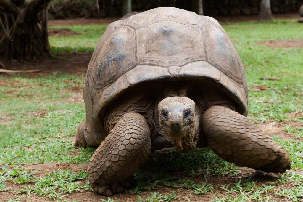 Tortoise Wallpapers 2K Backgrounds, Wallpaper, Pics, Photos Free