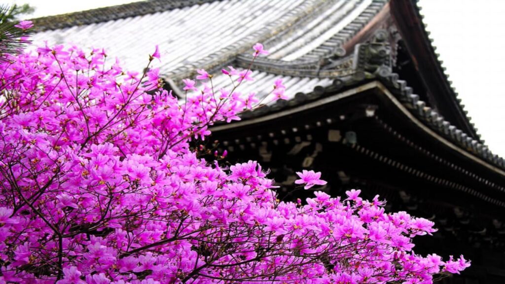Sakura flower wallpapers 2K with blossom tree