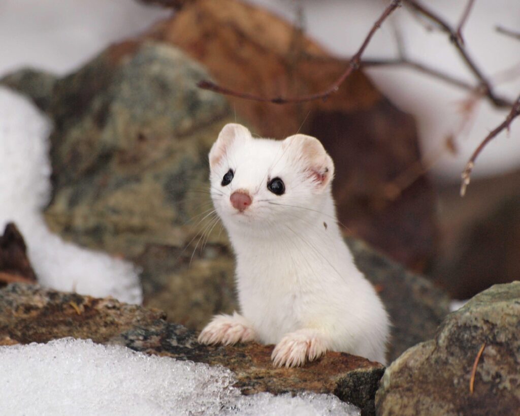 Stoat Wallpapers