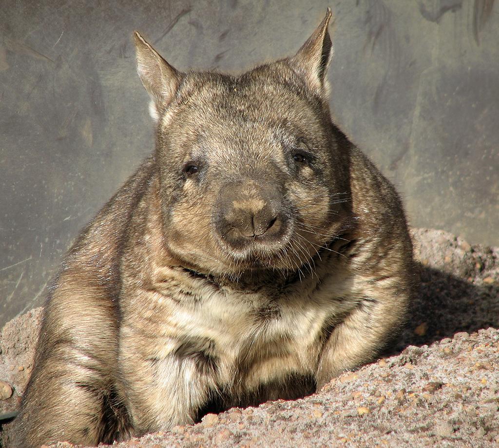 Wombats Wallpapers 2K FREE for Android