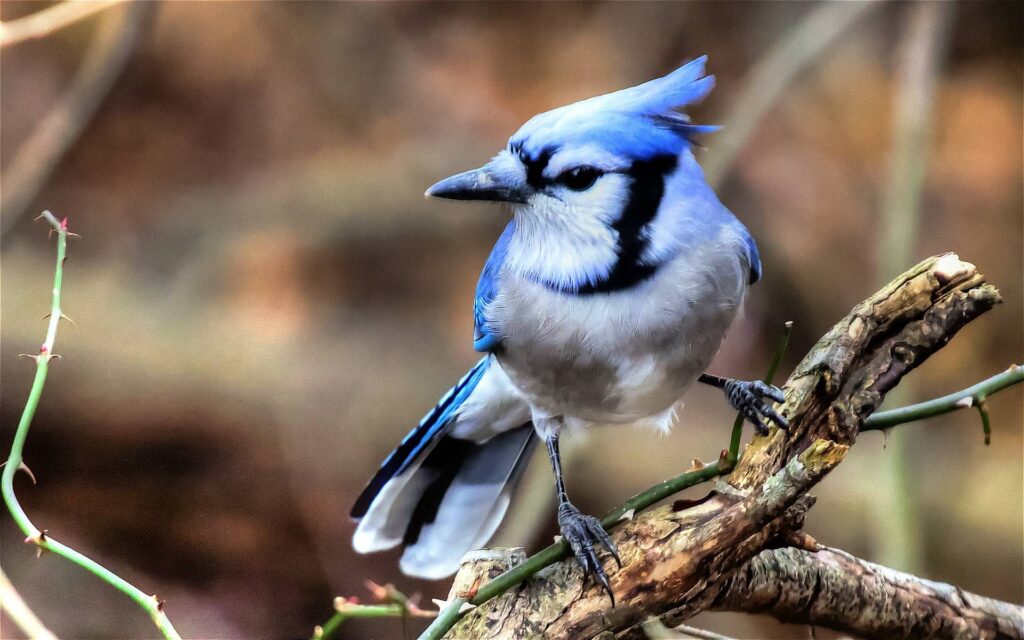 Animals For > Blue Jay Bird Wallpapers