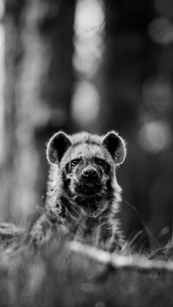 Download wallpapers african wild dog, bw, wildlife