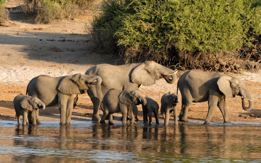 Family of Elephants in Botswana