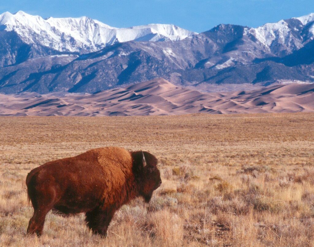 Buffalonear Great Sand Dunes National Park