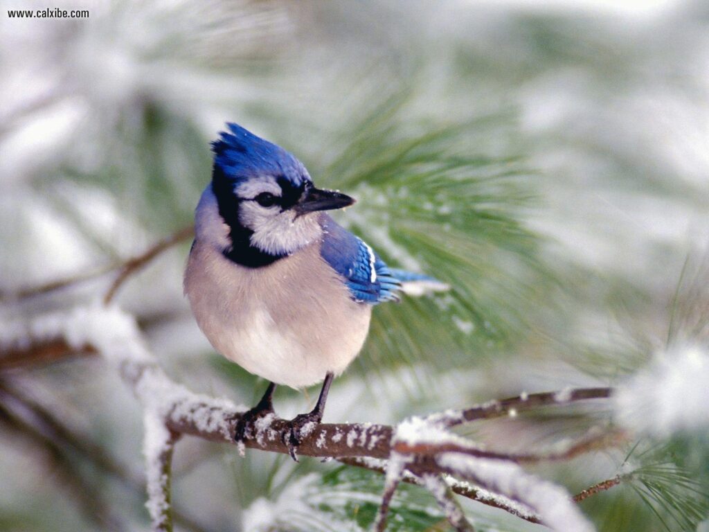 Wallpapers Collections blue jay backgrounds