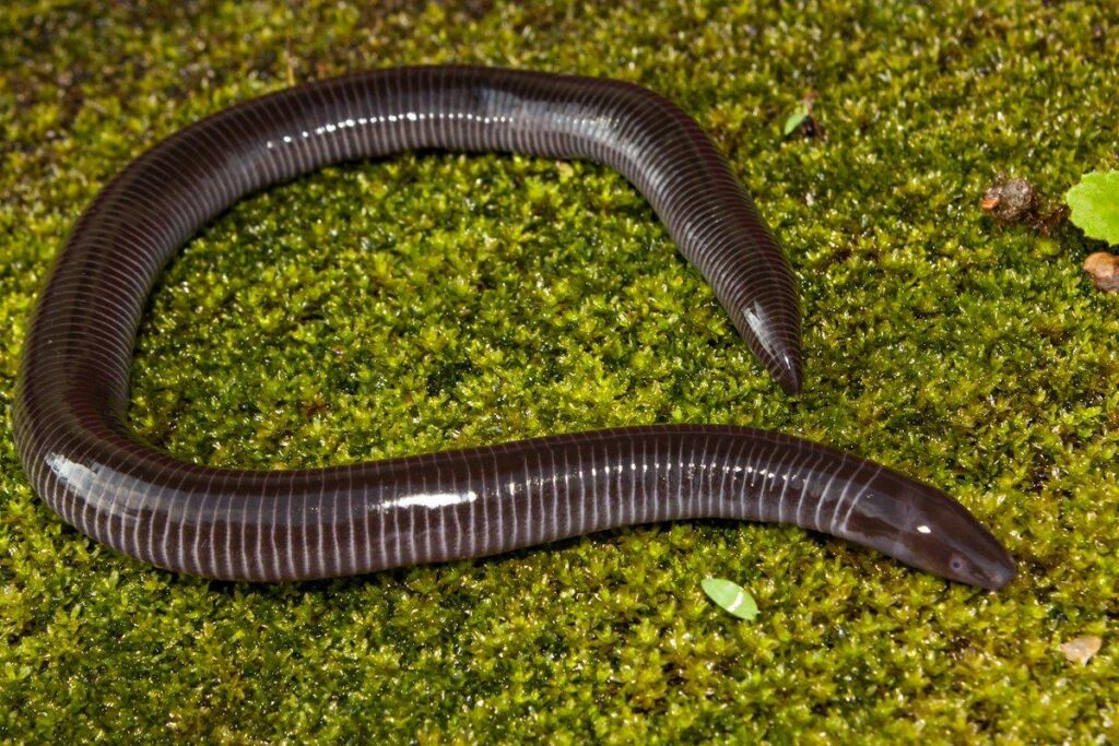caecilian hashtag on Twitter