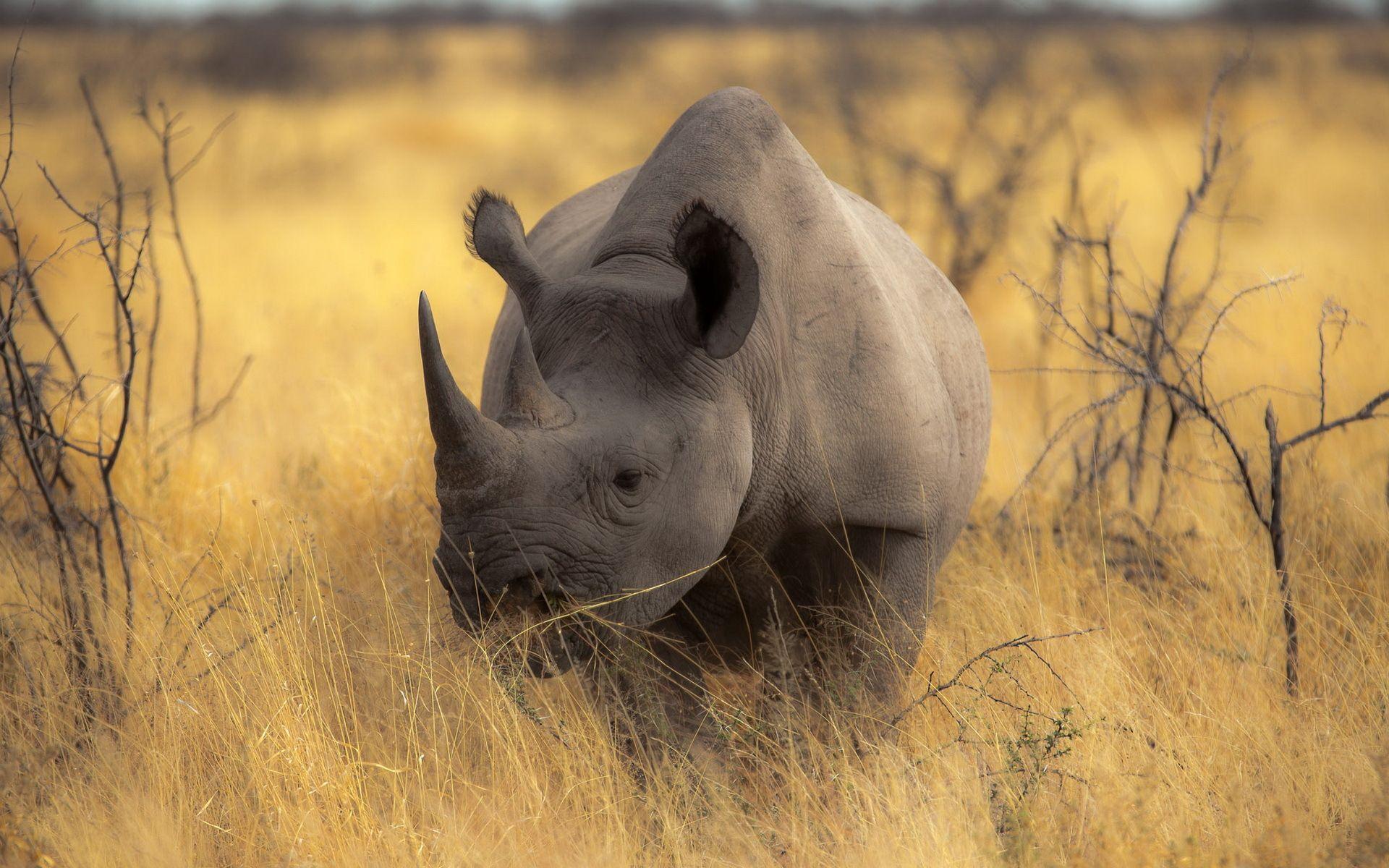 Best Rhino Wallpapers