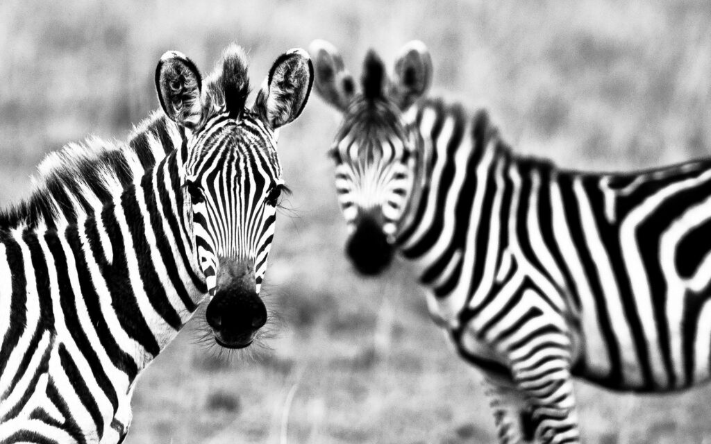 Download Animals Zebra Wallpapers Wallpaper Photos And Pictures