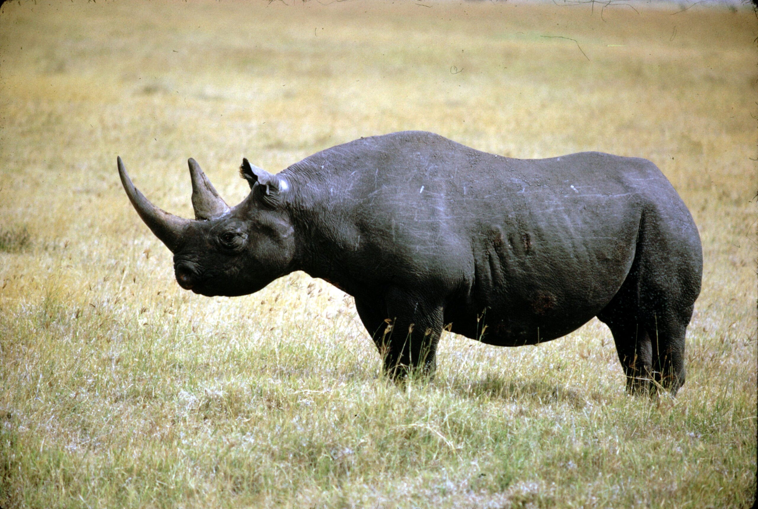 Wildlife photography of black rhinoceros standing on grass