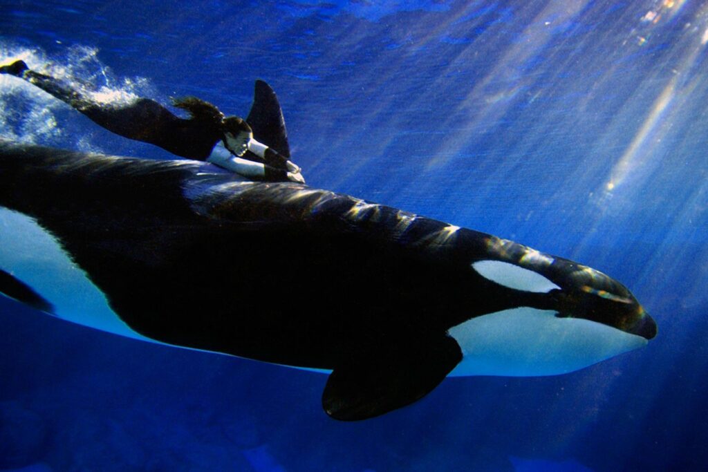 Animal Undewater Orca