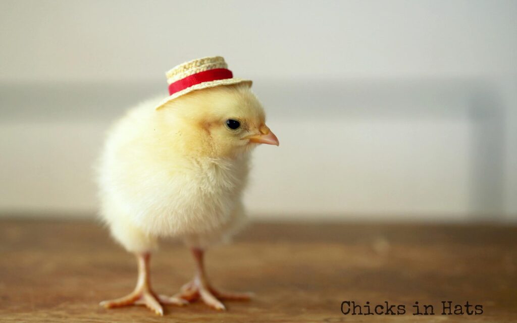 Cute chick with a straw hat wallpapers