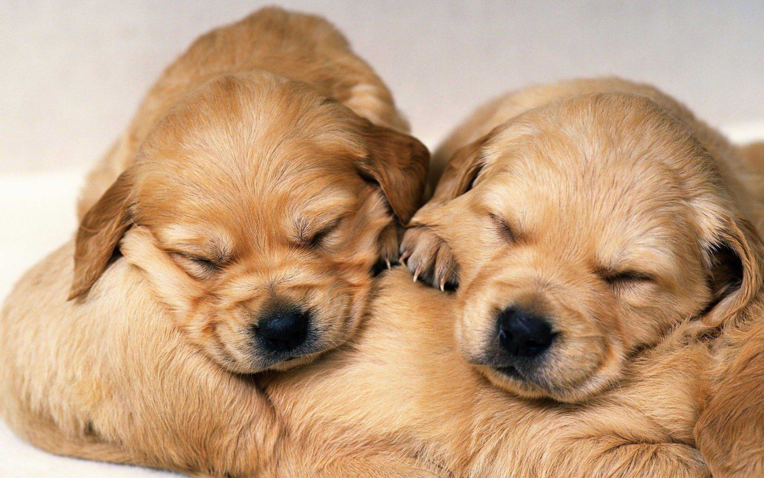 Collection of Cute Puppies Wallpapers on HDWallpapers