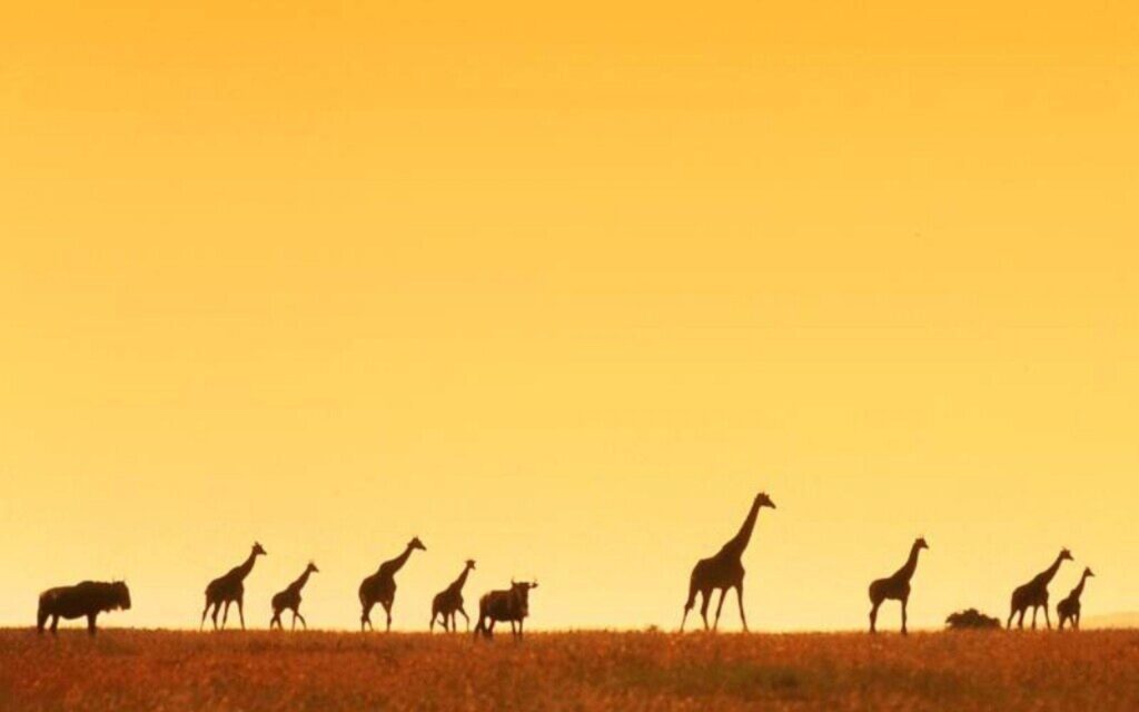 Giraffe africa wallpapers