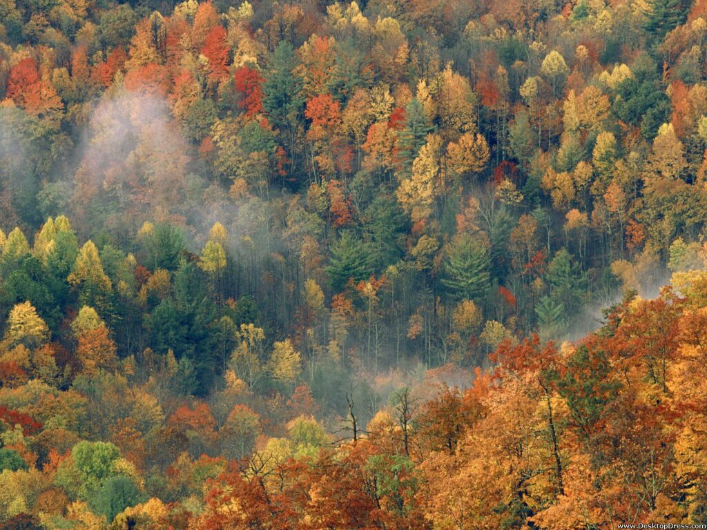 Desk 4K Wallpapers » Natural Backgrounds » Colorful Autumn Forest