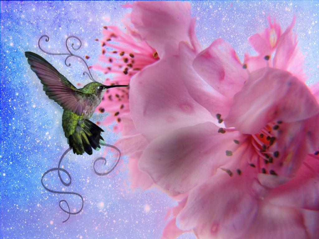 Animals For > Pretty Hummingbirds Wallpapers