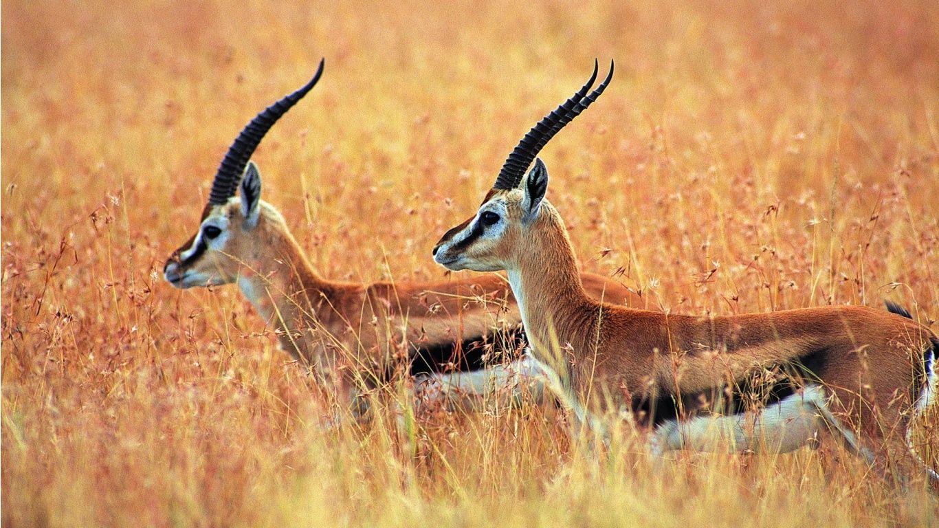 Antelope Wallpapers