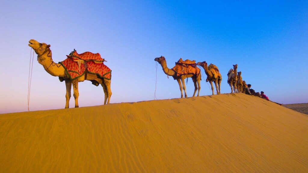 Camel Animals Photos, Wallpaper, Pictures, 2K Wallpapers Gallery
