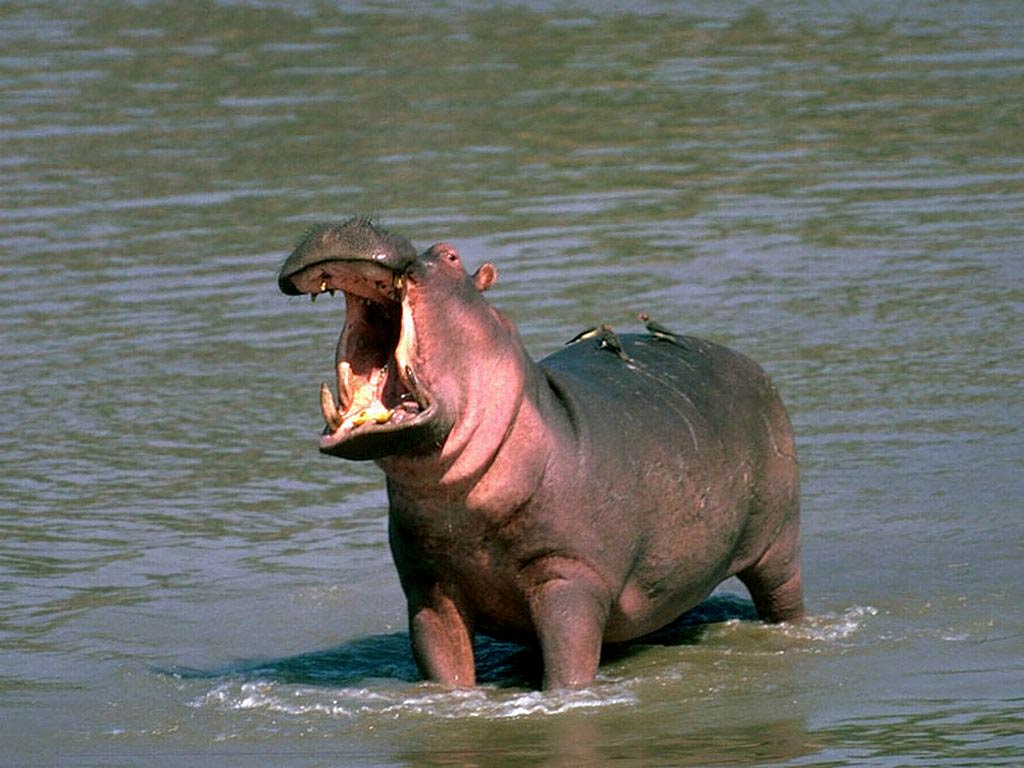 Free Hippopotamus