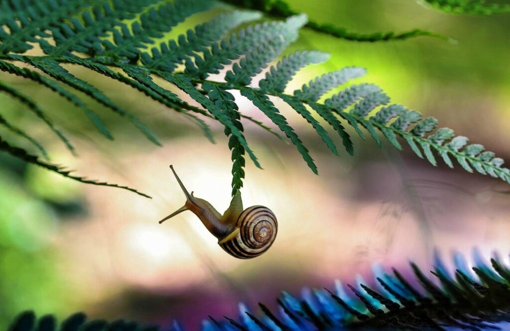 Amazing Snail 2K Wallpapers