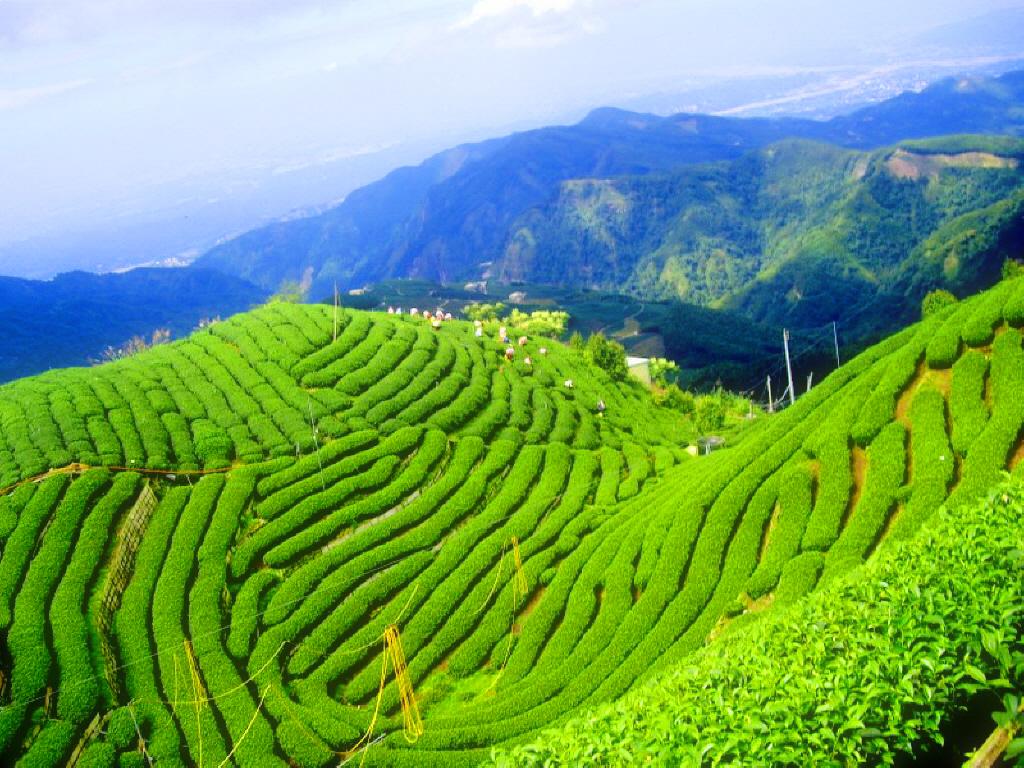 Boseong, South Korea and the Daehan Dawon Tea Plantation