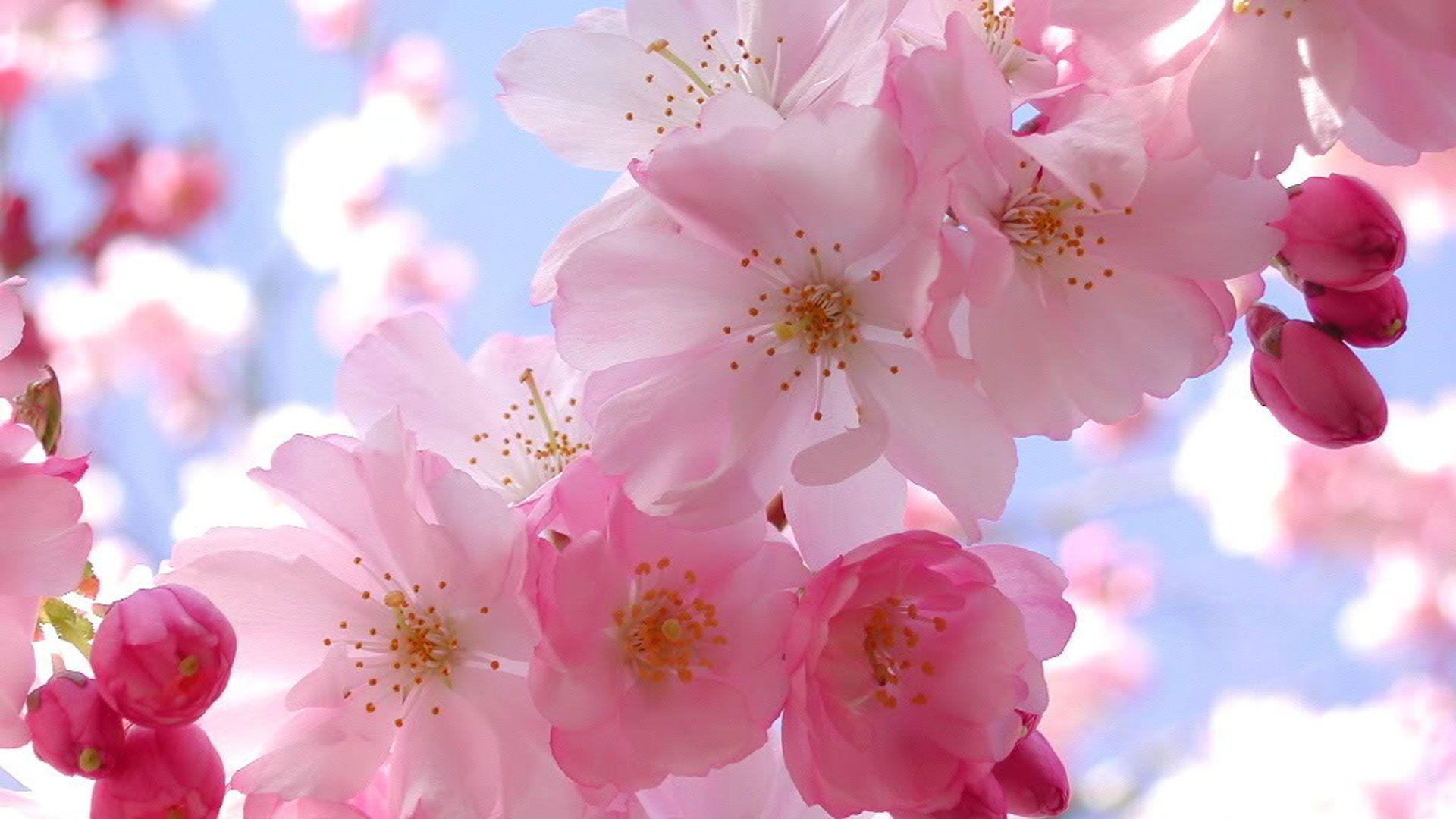 Colors Wallpaper Beautiful Pink Cherry Blossom Wallpapers 2K wallpapers