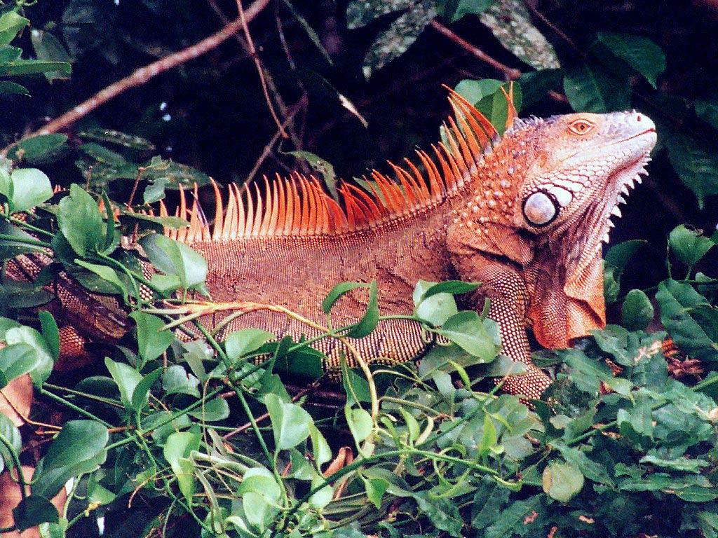 Red Iguana Wallpapers