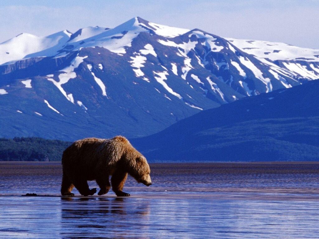 Trolling the Landscape Brown Bear Alaska Wallpapers