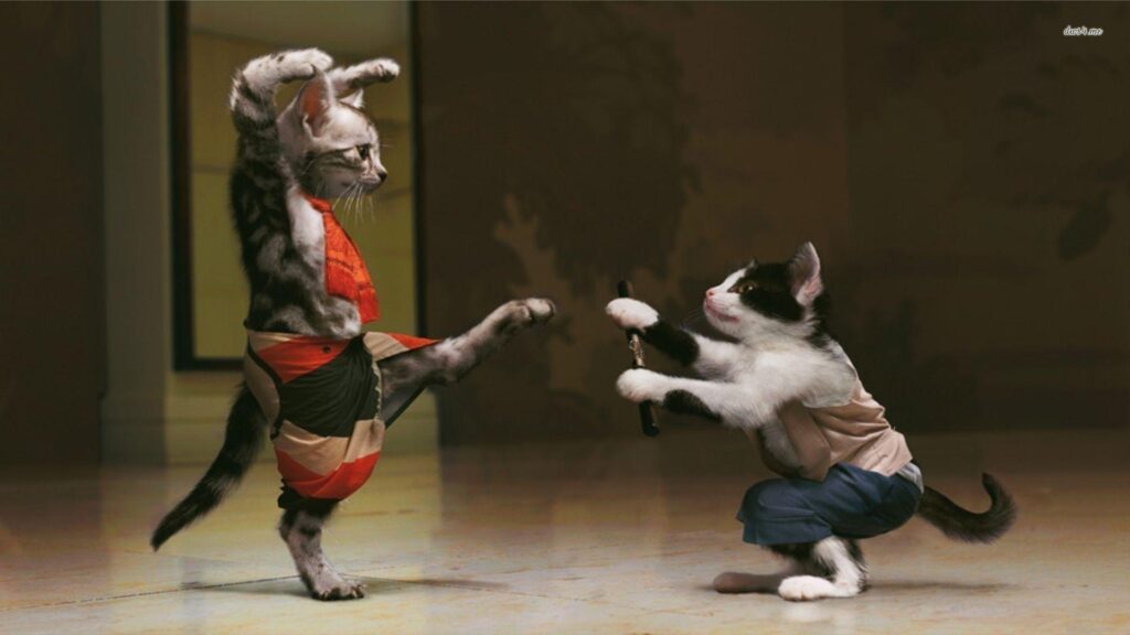 Kitten karate wallpapers