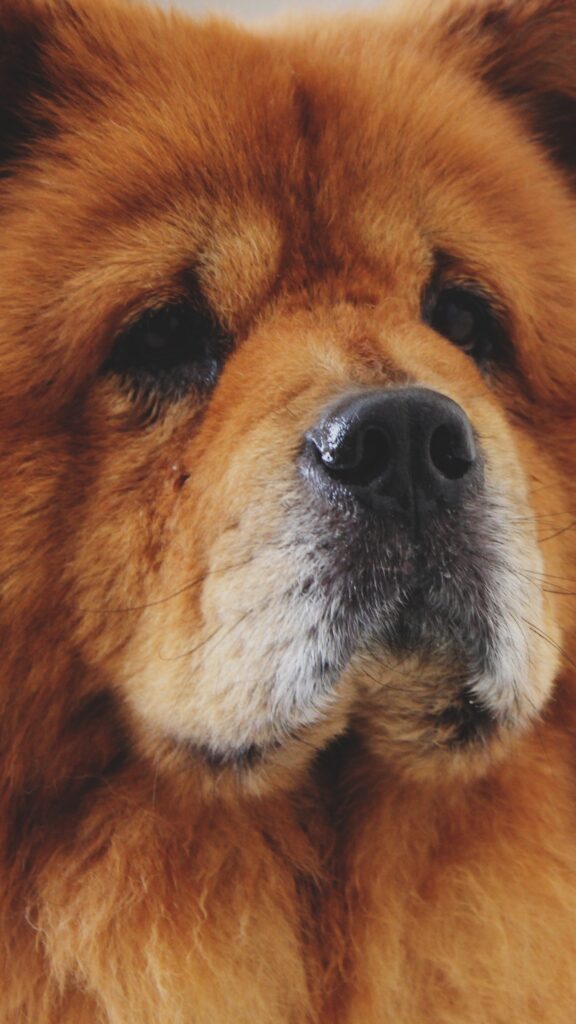 Download wallpapers chow chow, dog, muzzle iphone ||s