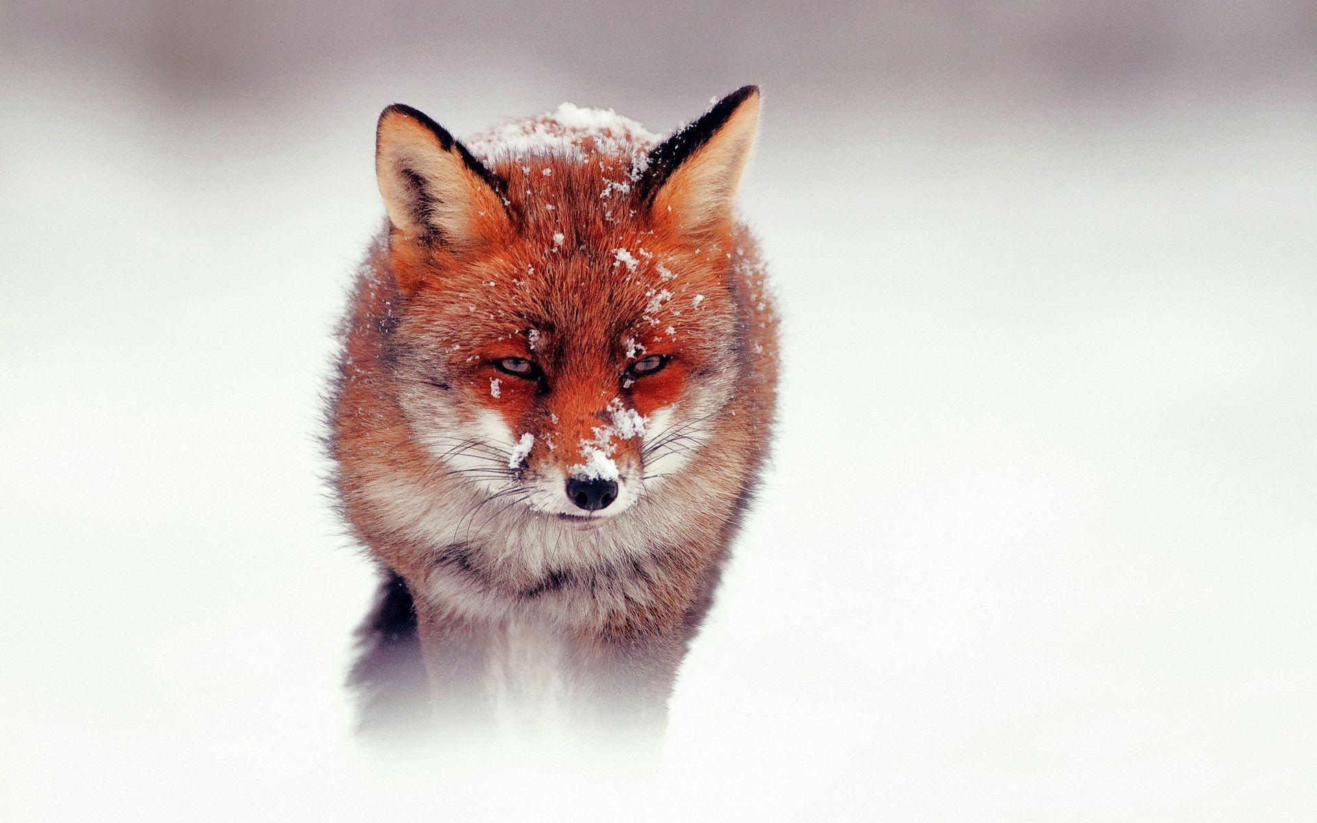Red Fox Wallpapers Wallpapers