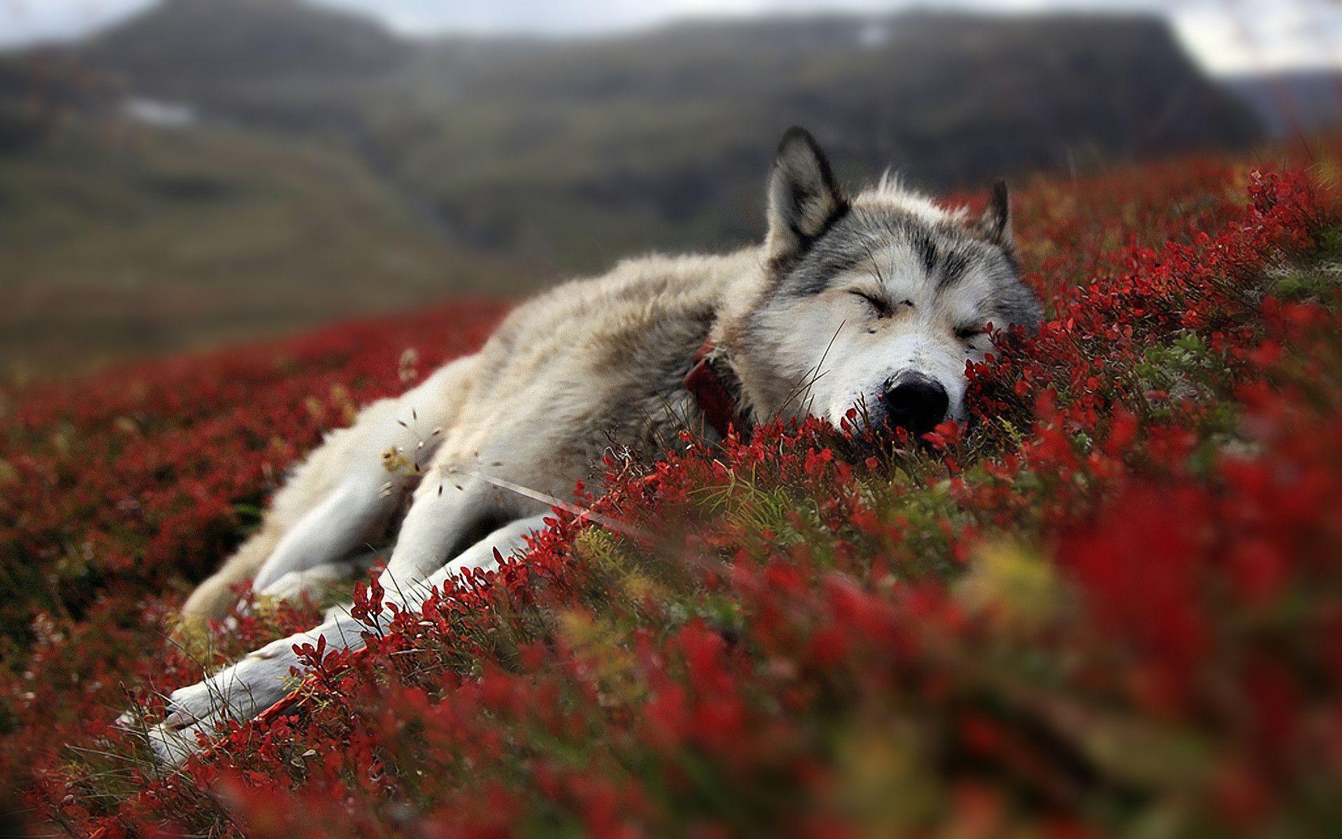 Wallpapers For – Wolf Wallpapers 2K Iphone