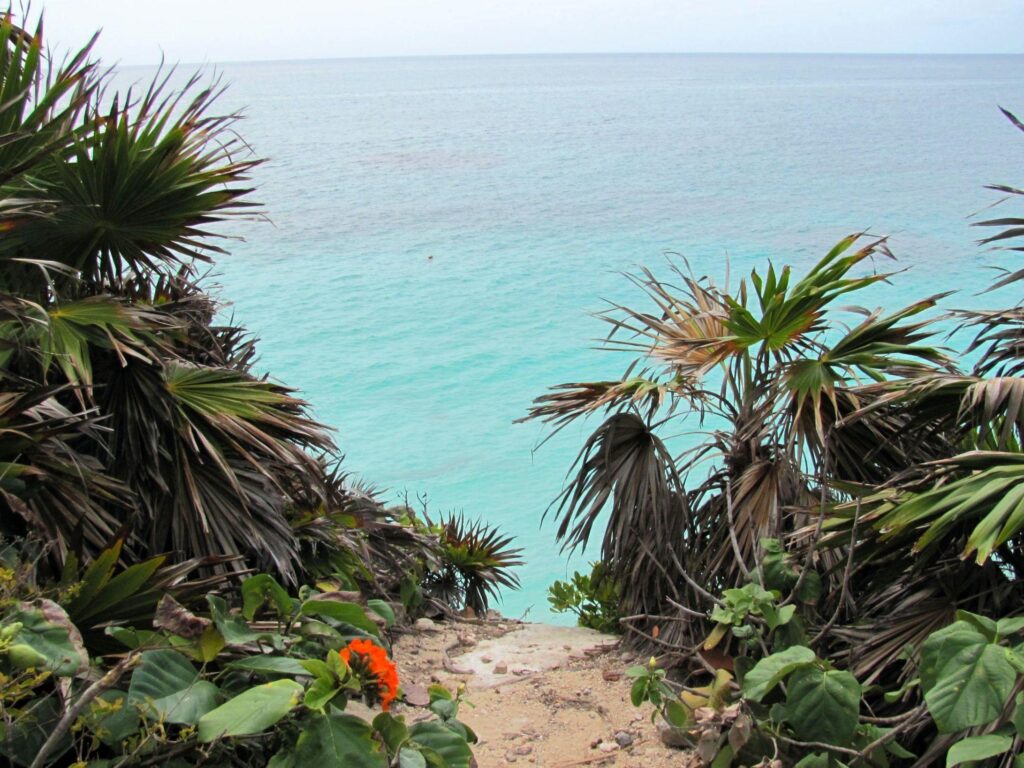 Oceans Flowers View Tulum Ocean Cliff Beach Palm Tropical Trees