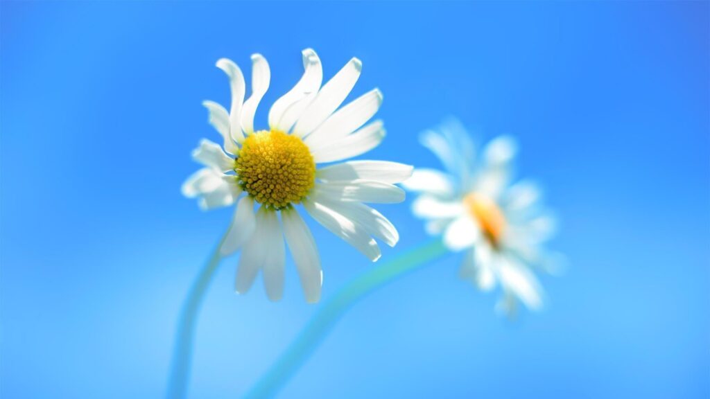 Daisy blue backgrounds Wallpapers