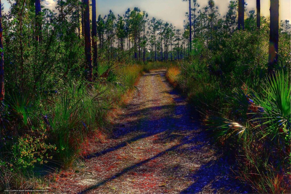 Download wallpapers everglades national park, florida, road, trees