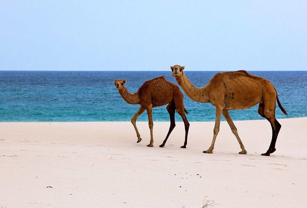 Beaches Socotra Island Beach Yemen Camel Nature Animals Arabian