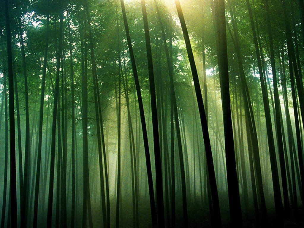 Bamboo Forest Japan Computer Wallpapers