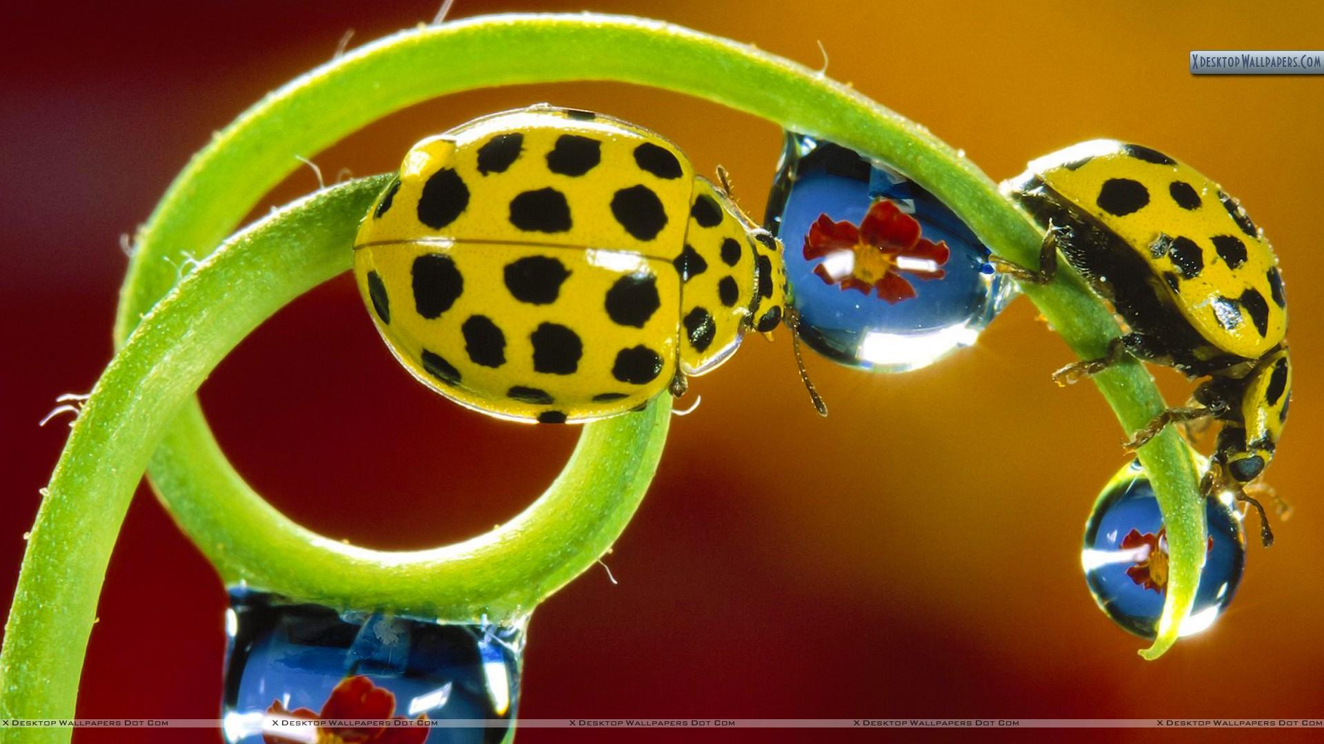 Twenty Two Spotted Ladybird Beetles Wallpapers