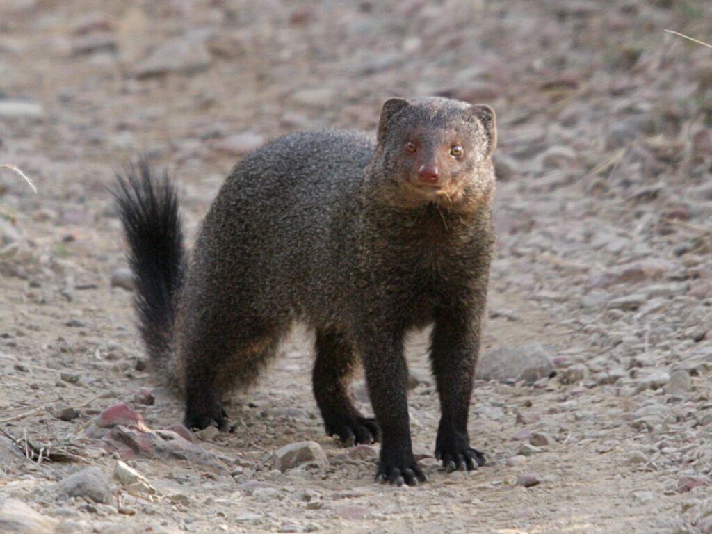 Quick! Get a mongoose to the front and get rid of those
