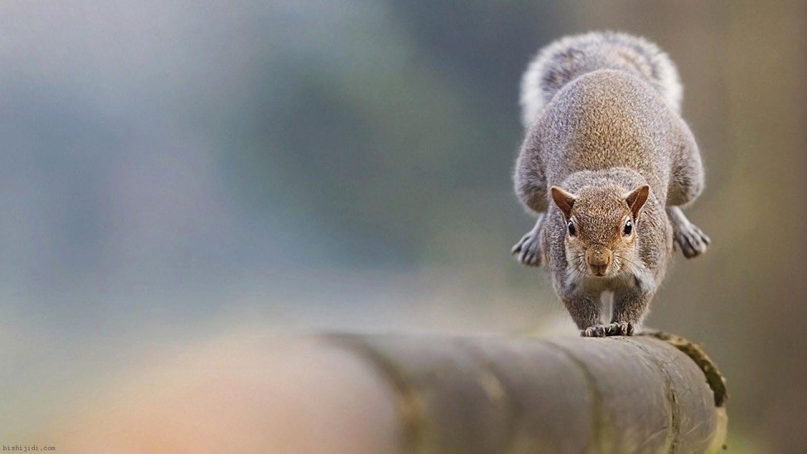 Your Wallpaper Squirrel Wallpapers