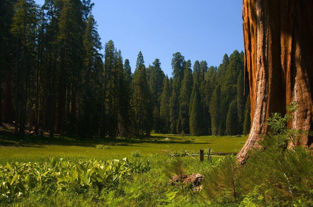 Sequoia in Romania