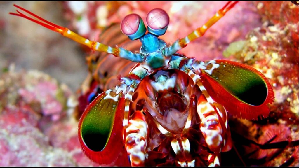 Mantis Shrimp 2K Desk 4K Wallpapers