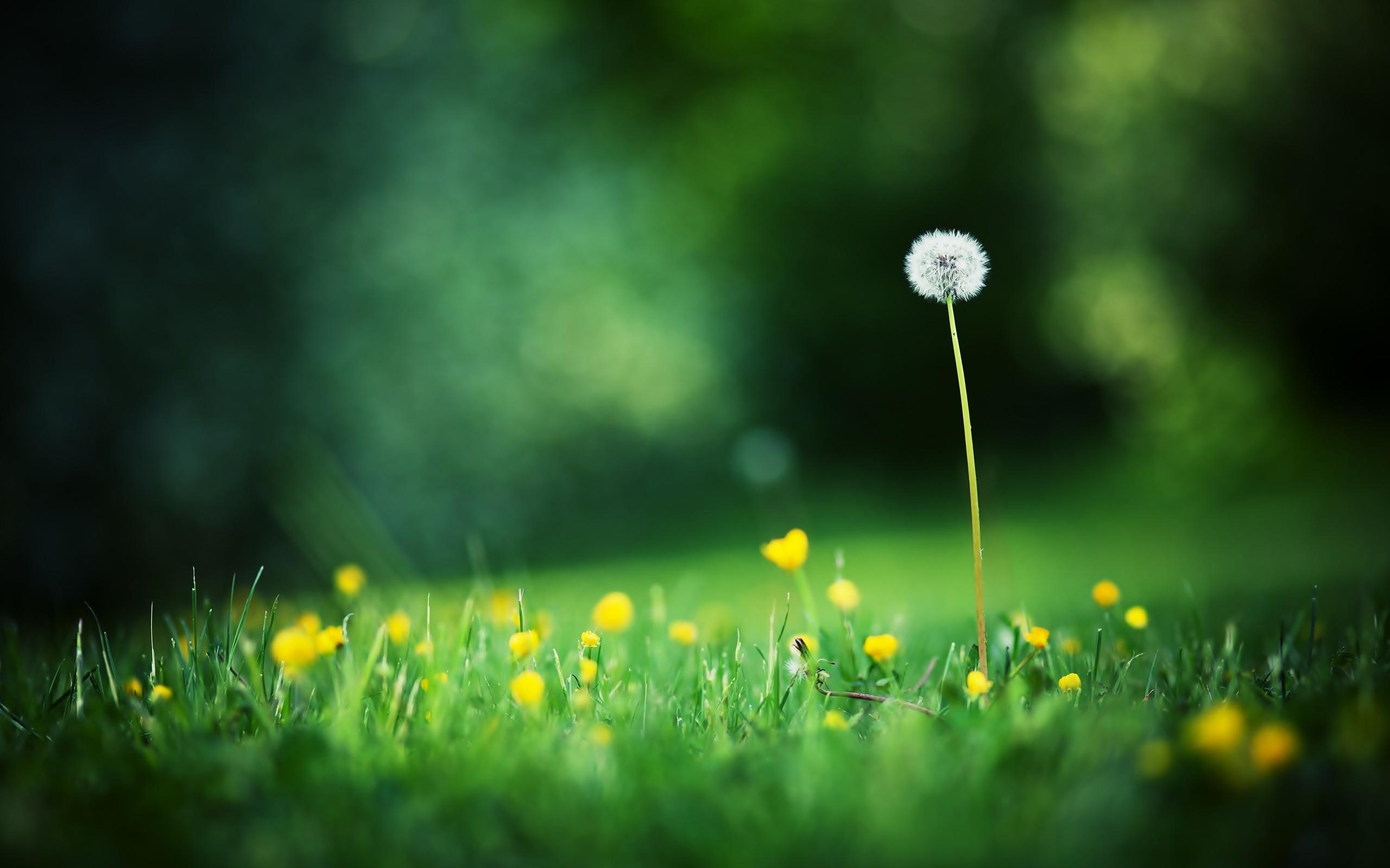 2K Grass Wallpapers
