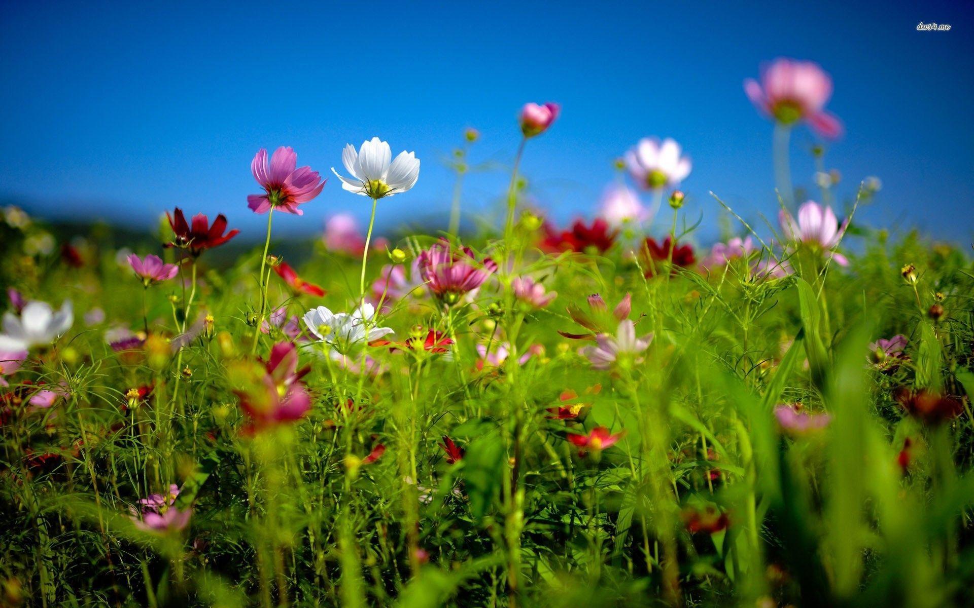 Download Meadow 2K Wallpapers for Free, BsnSCB