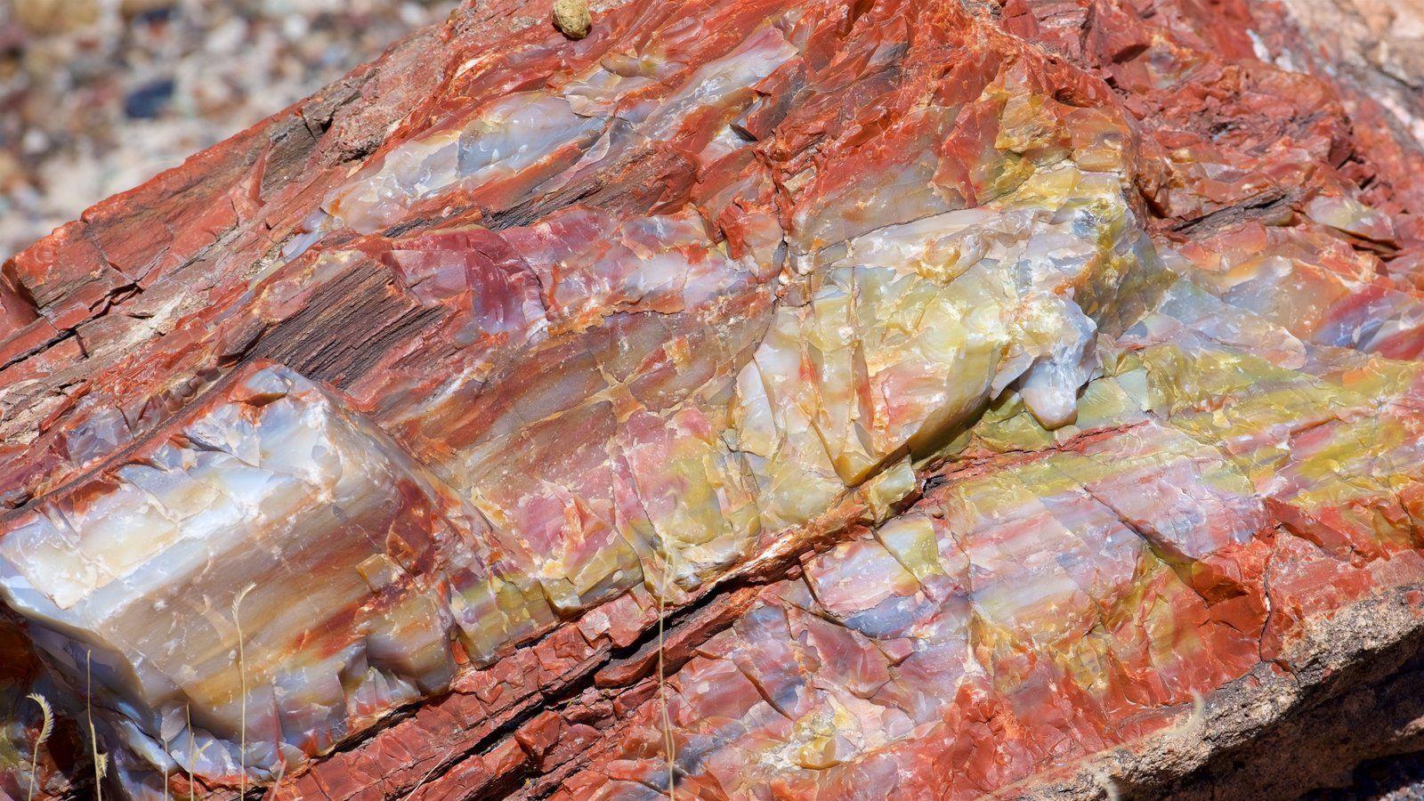 Petrified Forest National Park Pictures View Photos & Wallpaper of