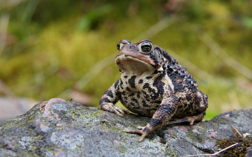 2 American Toad HD Wallpapers