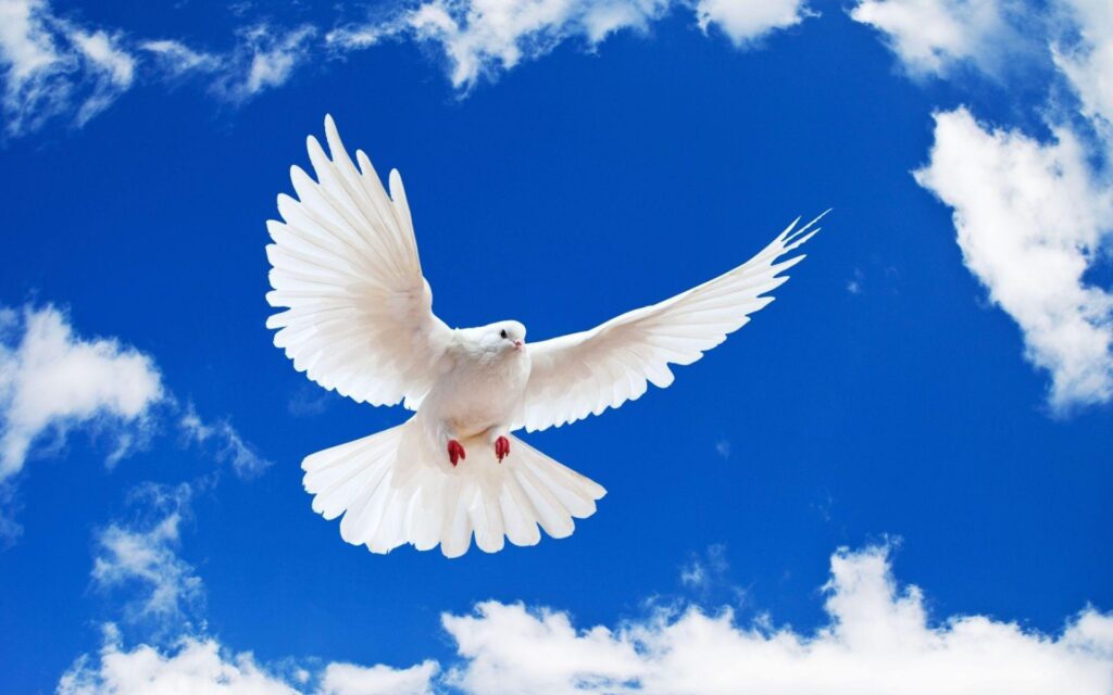 The Absolute Peace Symbol Pigeon Wallpapers